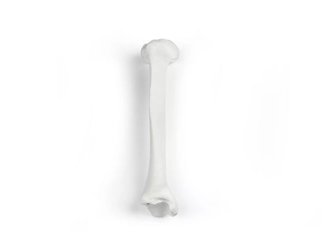 Erler-Zimmer Schienbein Modell Tibia