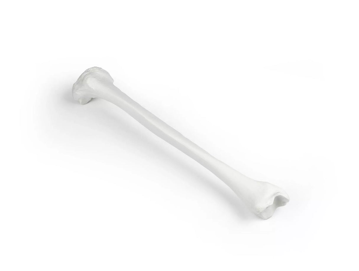 Erler-Zimmer Schienbein Modell Tibia