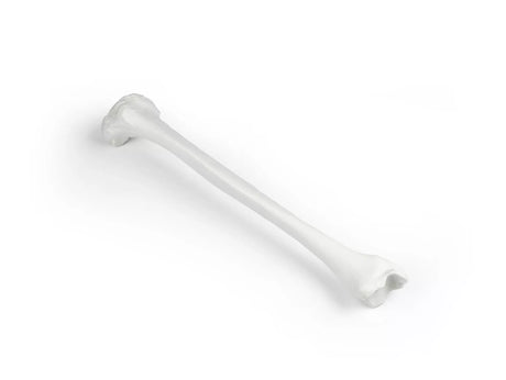 Erler-Zimmer Schienbein Modell Tibia