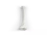 Erler-Zimmer Schienbein Modell Tibia