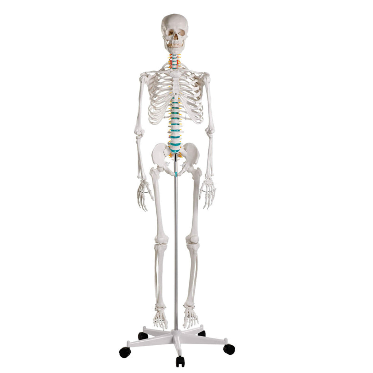 Erler-Zimmer Schulskelett Modell „Oscar“
