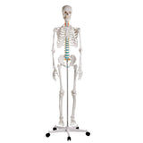 Erler-Zimmer Schulskelett Modell „Oscar“