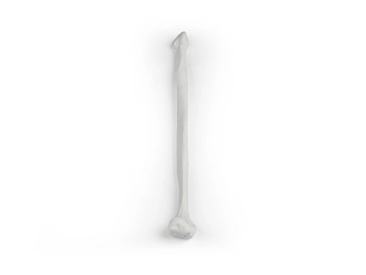 Erler-Zimmer Wadenbein Modell Fibula