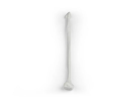 Erler-Zimmer Wadenbein Modell Fibula