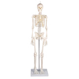 Erler-Zimmer Miniatur Skelett Modell „Patrick“