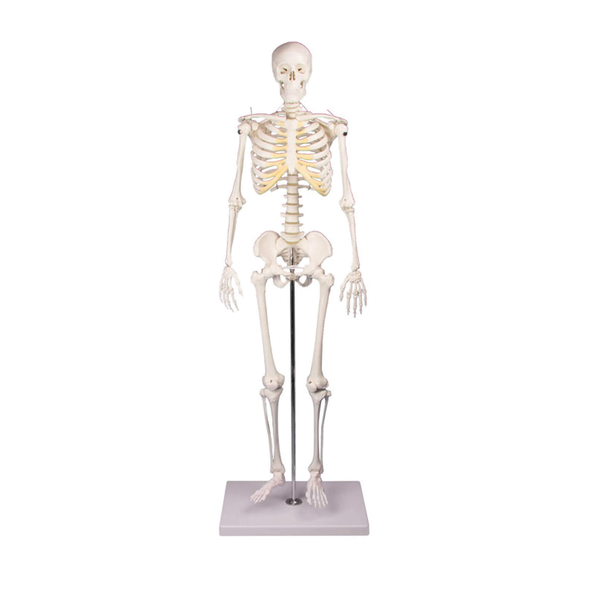 Erler-Zimmer Miniatur Skelett Modell „Tom“