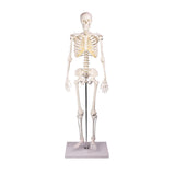 Erler-Zimmer Miniatur Skelett Modell „Tom“