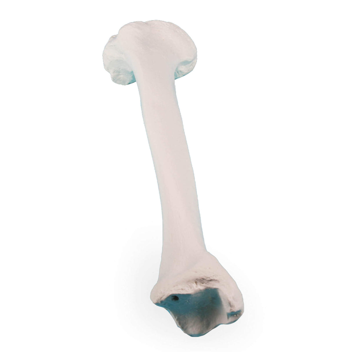 Erler-Zimmer Schienbein Modell Tibia