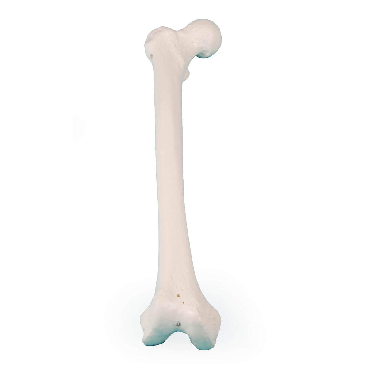 Erler-Zimmer Oberschenkel Modell Femur