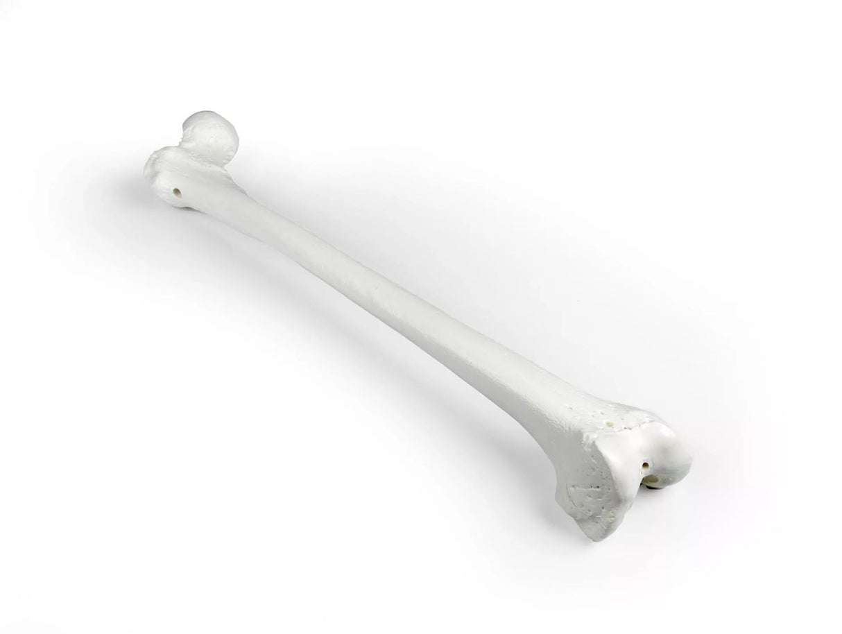 Erler-Zimmer Oberschenkel Modell Femur