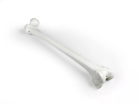 Erler-Zimmer Oberschenkel Modell Femur