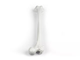 Erler-Zimmer Oberschenkel Modell Femur