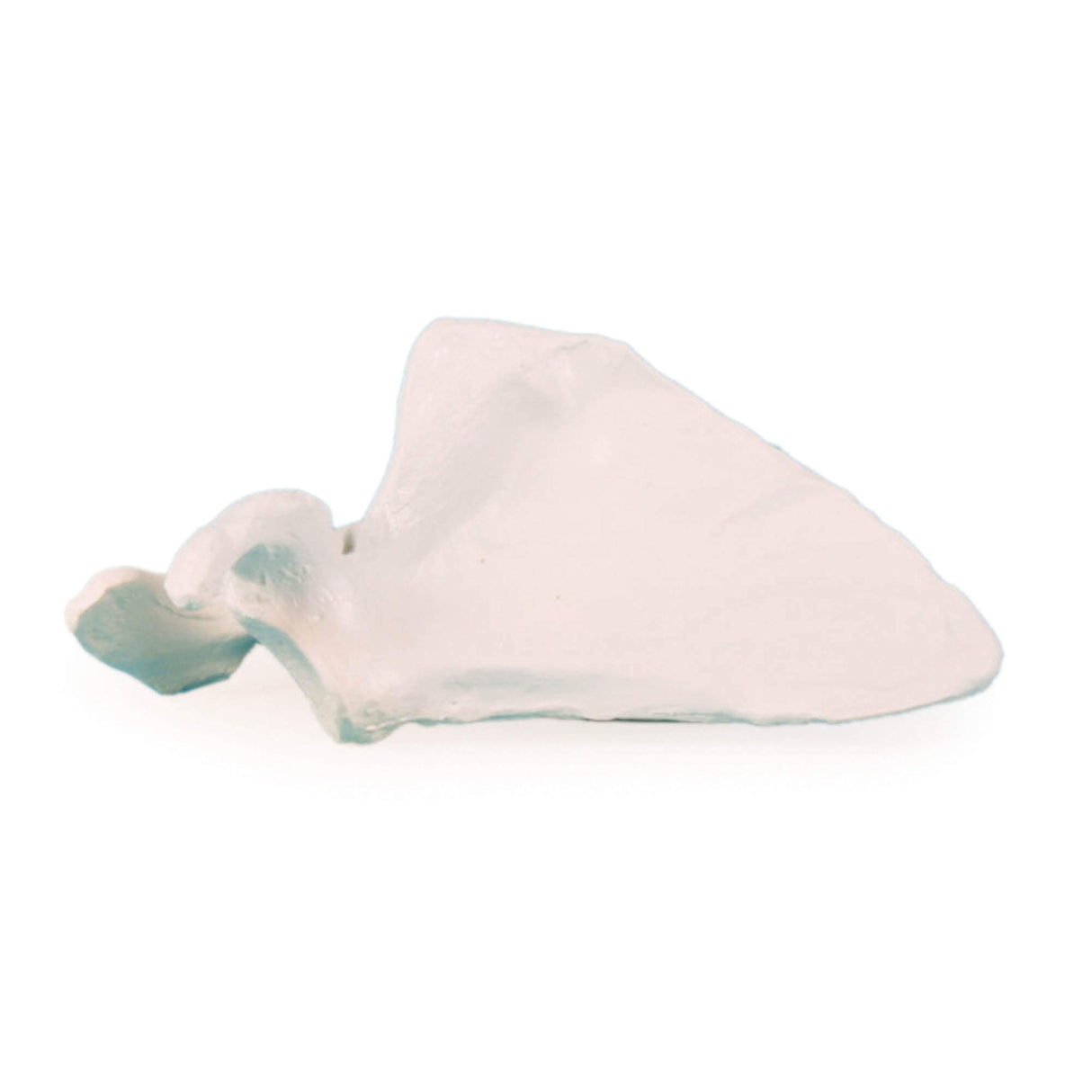 Erler-Zimmer Schulterblatt Modell Scapula