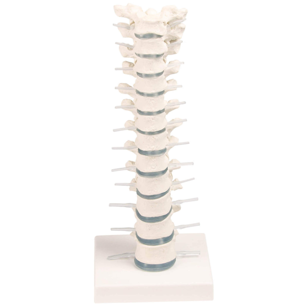 Erler-Zimmer Brustwirbelsäule Modell mit Stativ