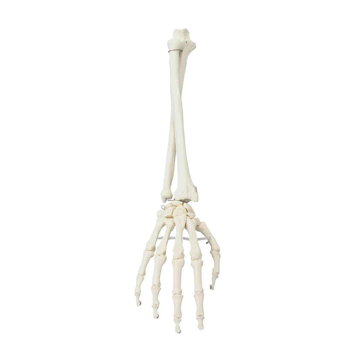 Erler-Zimmer Hand Modell mit Unterarm