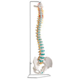 Erler-Zimmer Flexible Wirbelsäule Modell