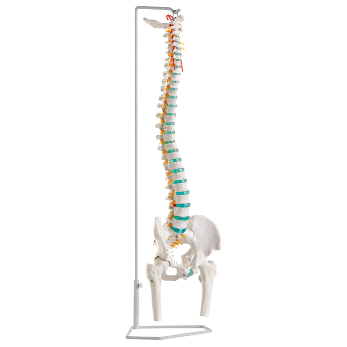 Erler-Zimmer Flexible Wirbelsäule Modell mit Oberschenkelstümpfen