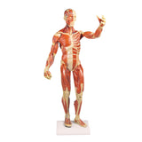 Erler-Zimmer Muskelfigur Modell 1/3 natürliche Größe