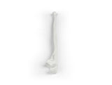 Erler-Zimmer Elle Modell Ulna