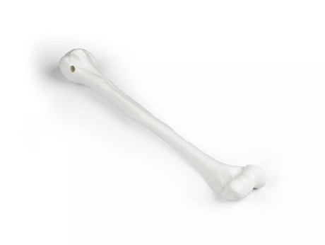 Erler-Zimmer Oberarm Modell Humerus
