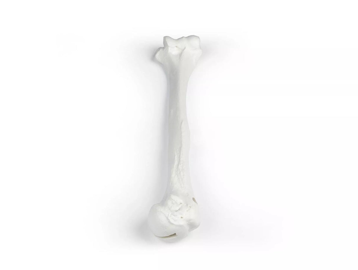 Erler-Zimmer Oberarm Modell Humerus