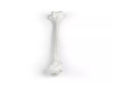 Erler-Zimmer Oberarm Modell Humerus