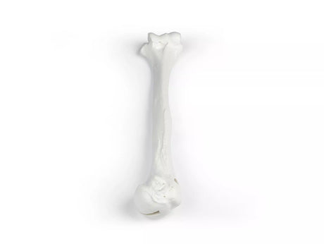 Erler-Zimmer Oberarm Modell Humerus