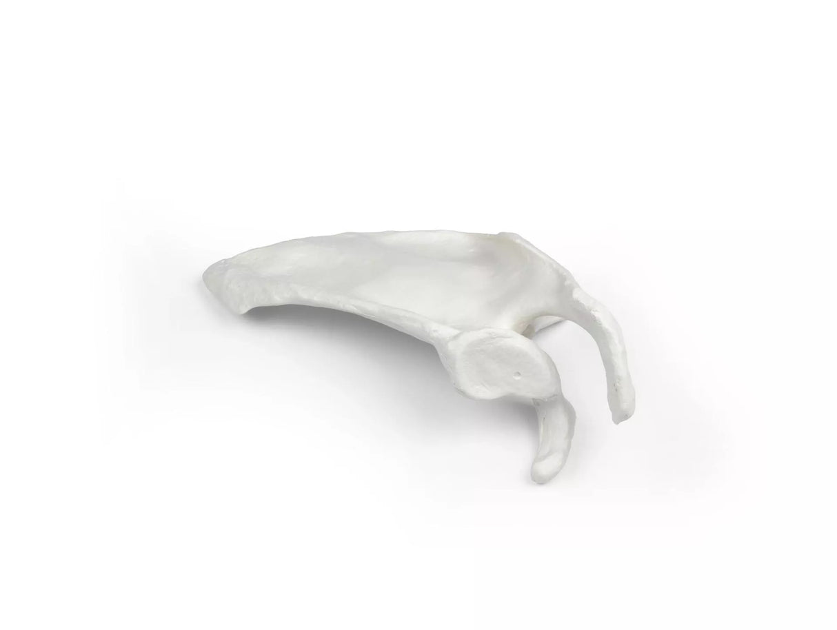 Erler-Zimmer Schulterblatt Modell Scapula