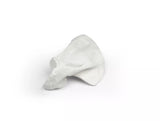 Erler-Zimmer Schulterblatt Modell Scapula