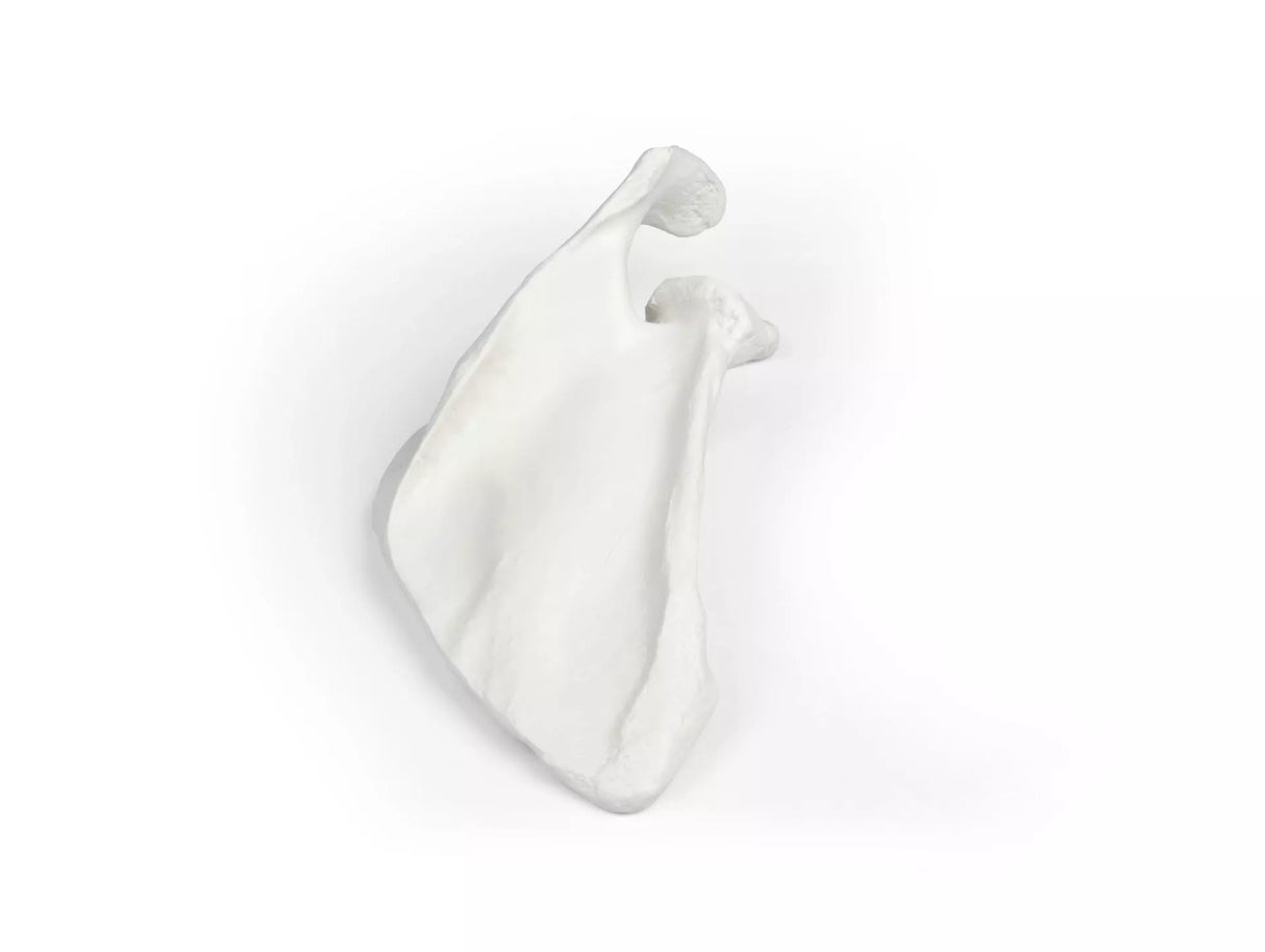 Erler-Zimmer Schulterblatt Modell Scapula