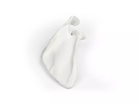 Erler-Zimmer Schulterblatt Modell Scapula