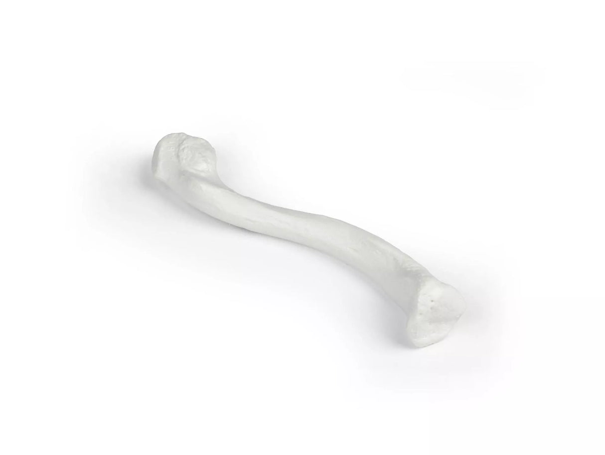 Erler-Zimmer Schlüsselbein Modell Clavicula