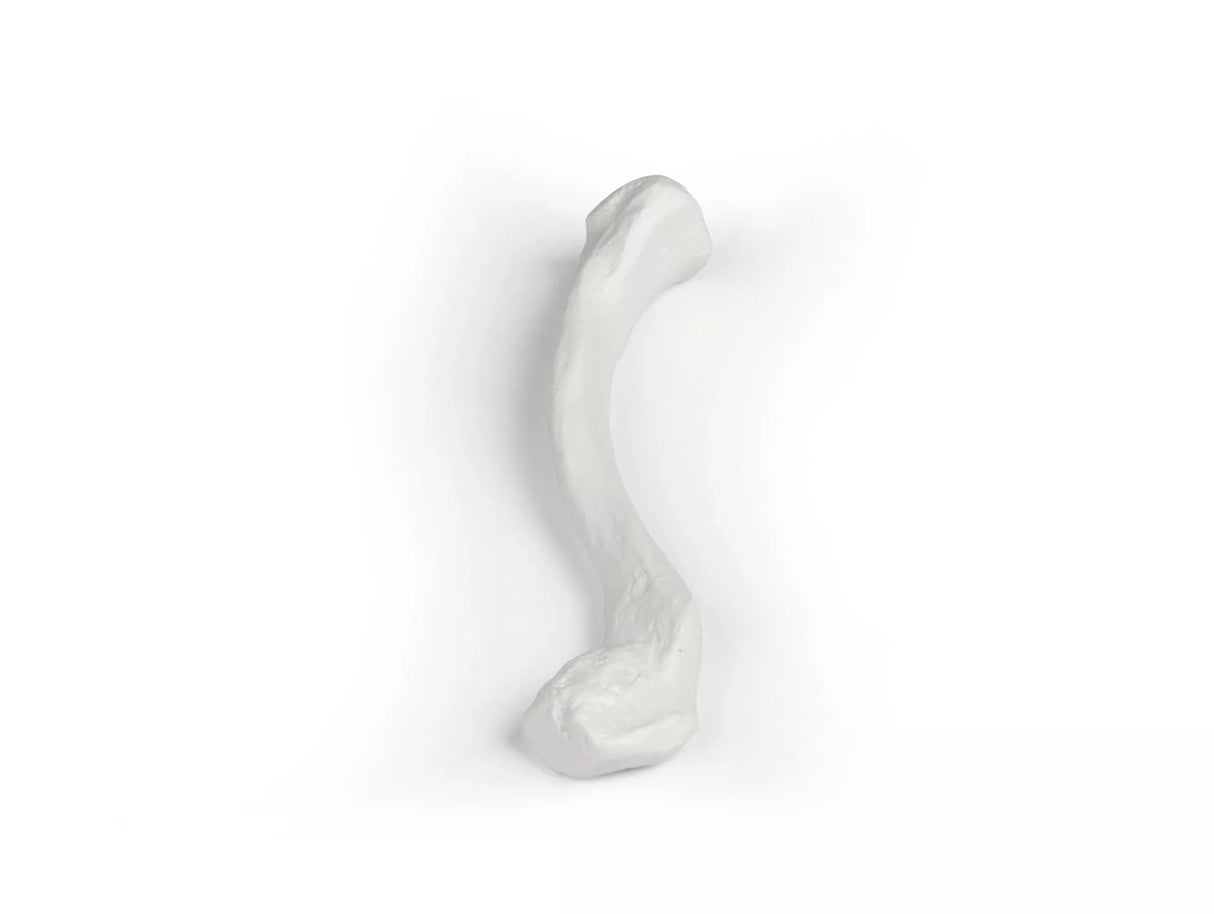 Erler-Zimmer Schlüsselbein Modell Clavicula