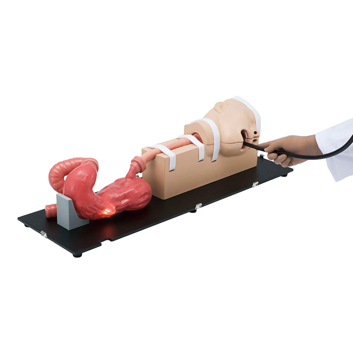 Erler-Zimmer OGD Oesophago Gastro Duodenoskopie Simulator