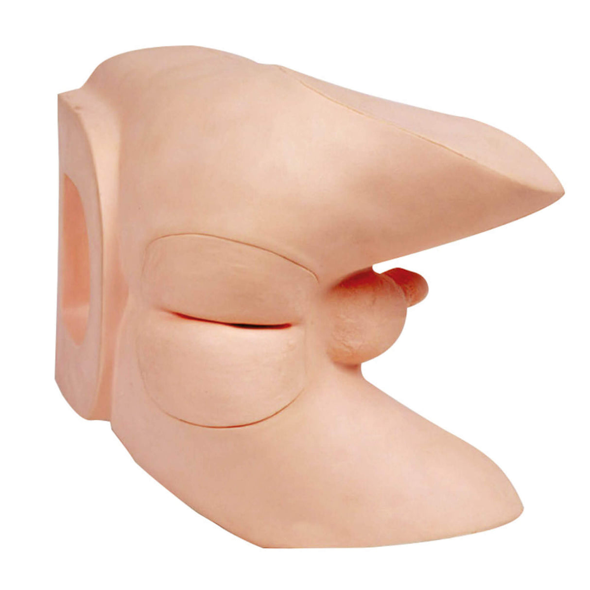 Erler-Zimmer Prostata Untersuchungs Trainer