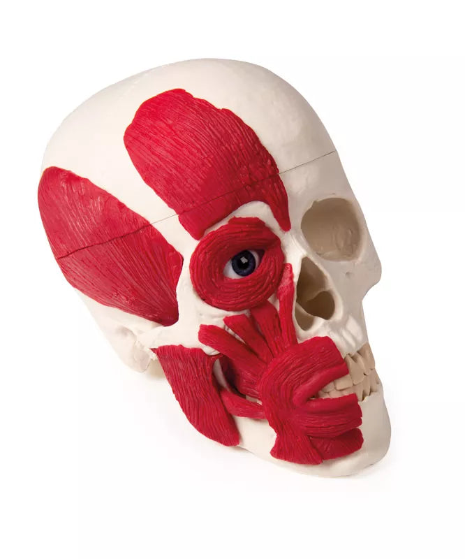 Erler-Zimmer Schädel Modell mit Muskulatur