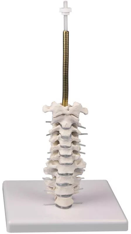 Erler-Zimmer Schädelmodell, 3-teilig mit Schädelstativ Halswirbelsäule
