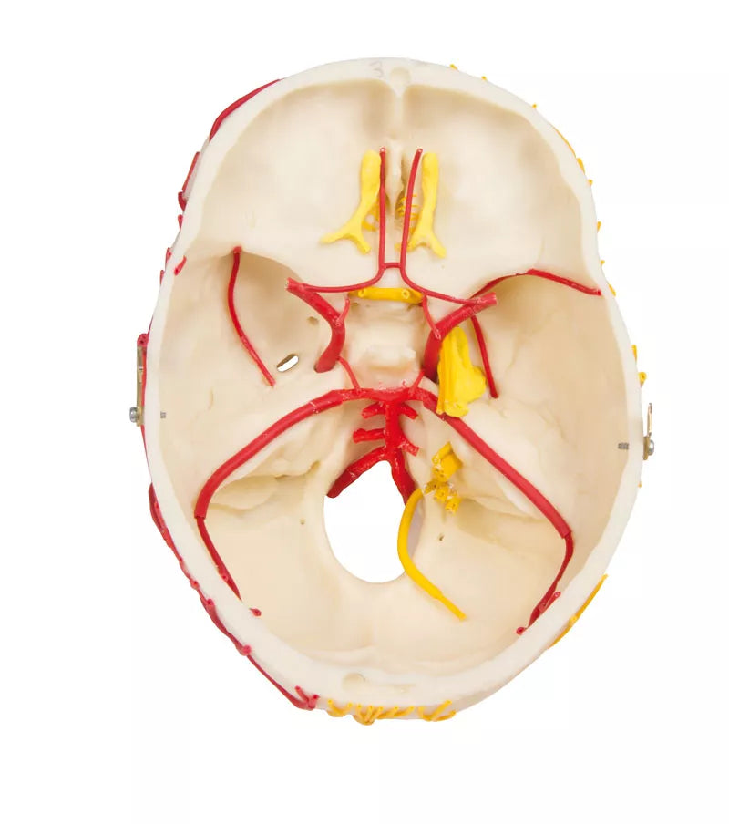 Erler-Zimmer Neurovasculärer Schädel Modell mit Gehirn