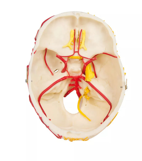Erler-Zimmer Neurovasculärer Schädel Modell mit Gehirn
