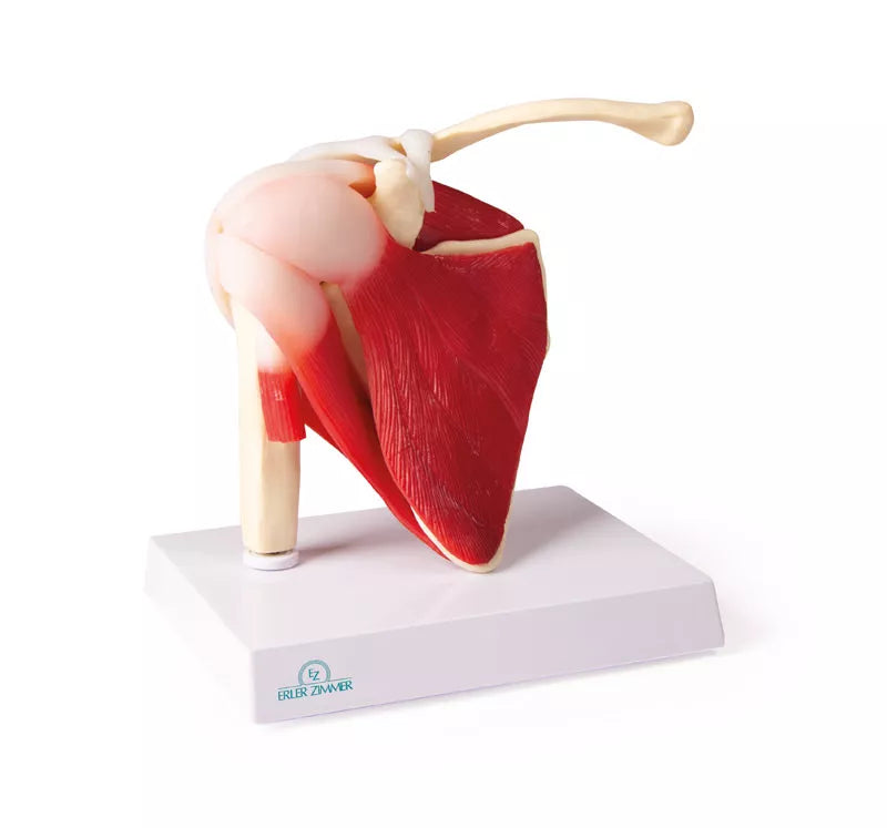 Erler-Zimmer Anatomisches Schultergelenkmodell mit Muskulatur