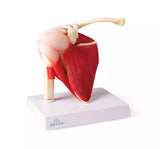 Erler-Zimmer Anatomisches Schultergelenkmodell mit Muskulatur
