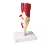 Erler-Zimmer Anatomisches Kniegelenkmodell mit Muskulatur