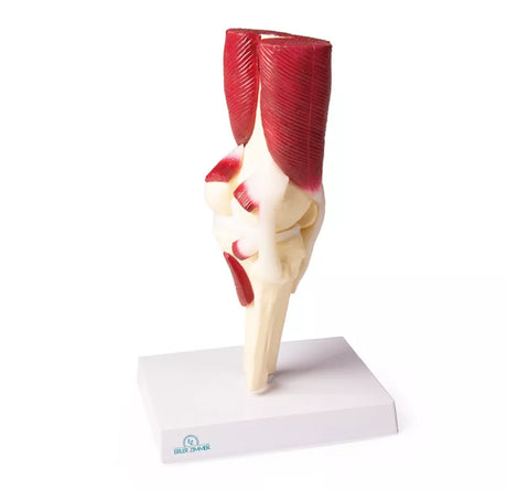 Erler-Zimmer Anatomisches Kniegelenkmodell mit Muskulatur
