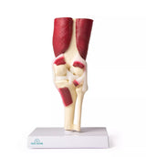 Erler-Zimmer Anatomisches Kniegelenkmodell mit Muskulatur