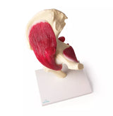 Erler-Zimmer Anatomisches Hüftgelenkmodell mit Muskulatur