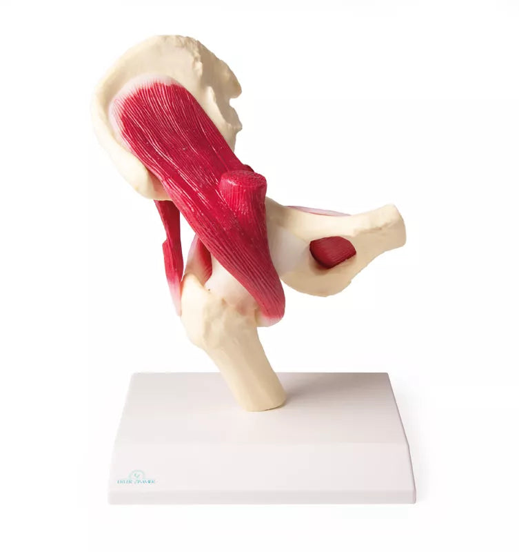 Erler-Zimmer Anatomisches Hüftgelenkmodell mit Muskulatur