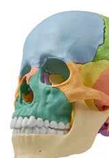 Erler-Zimmer Osteopathie Schädelmodell 22-tlg Magnet Schädel didaktische Ausführung