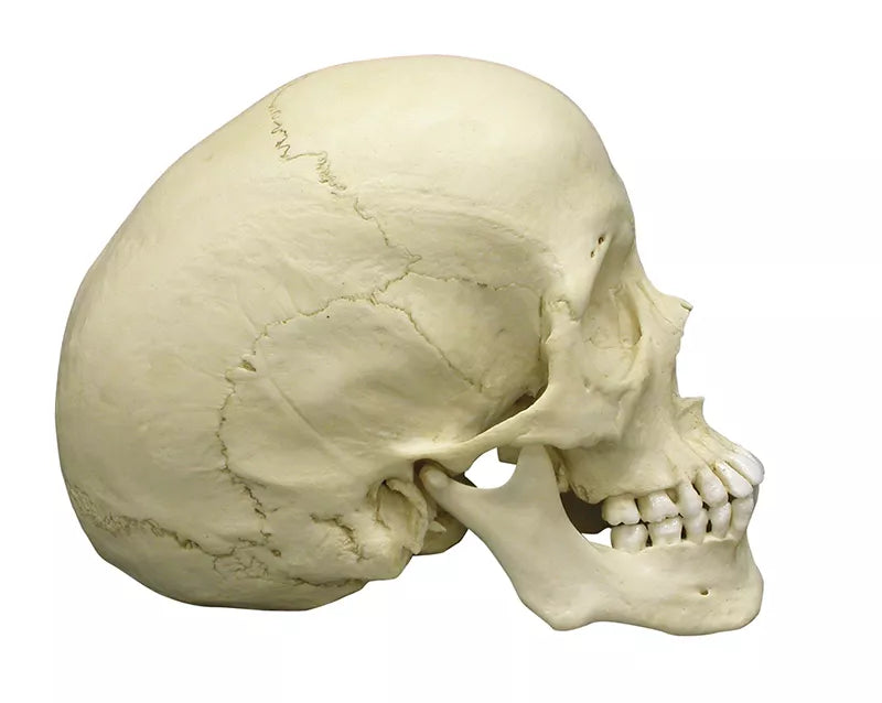 Erler-Zimmer Skaphozephaler Schädel Modell