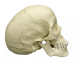 Erler-Zimmer Skaphozephaler Schädel Modell