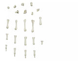 Erler-Zimmer Magnetische menschliche Hand, rechts